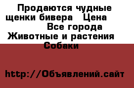 Продаются чудные щенки бивера › Цена ­ 25 000 - Все города Животные и растения » Собаки   